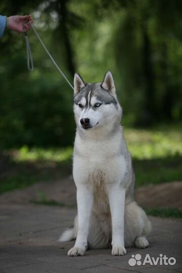 Собаки для фотосессии (хаски, Берн, шпиц,овчарка)