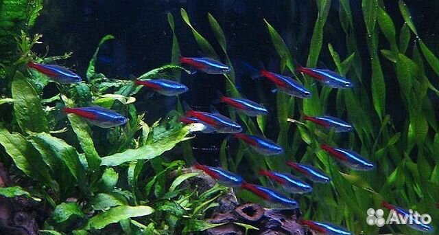 Аквариумные рыбки.обновление