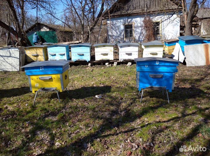 Продаются пчелы, ульи