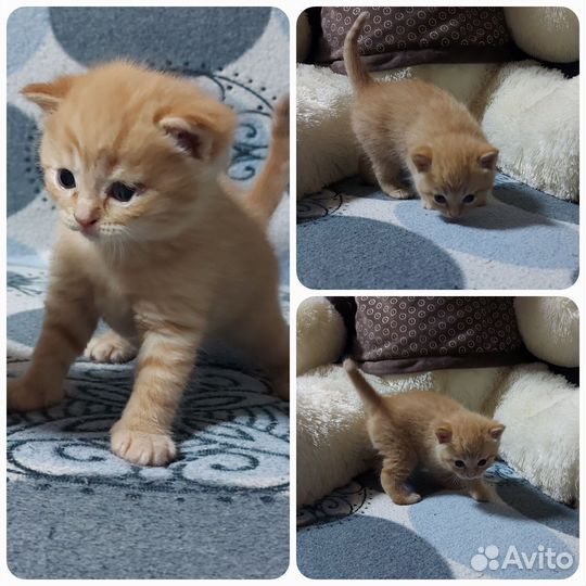 Шотландская