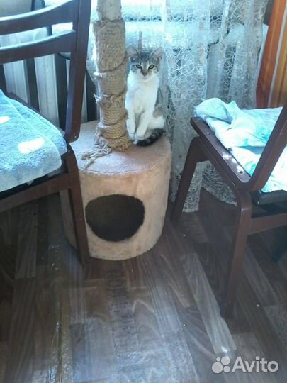 Котенок девочка