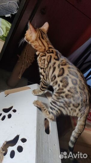 Бенгальский кот