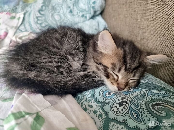 Котята в Красноусольском