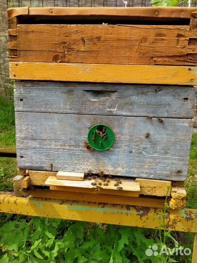 Улей с пчелами