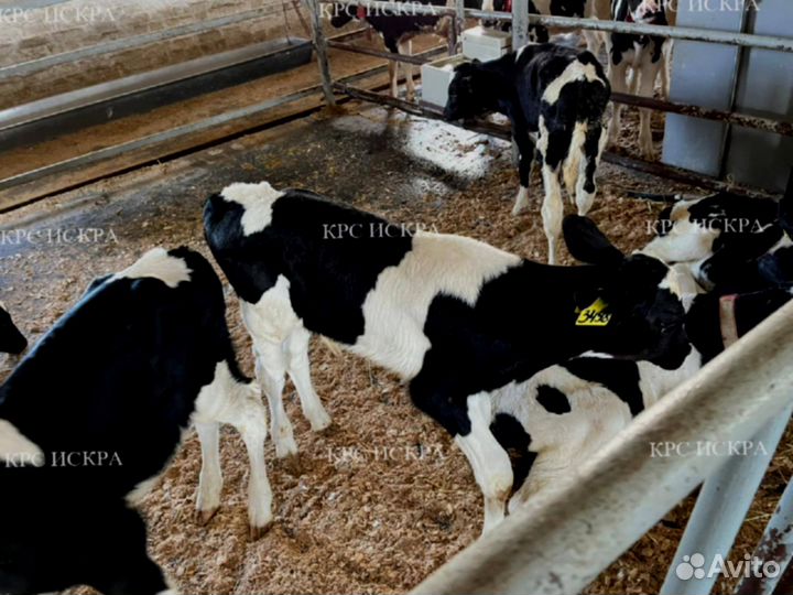 Телята, бычки, телки мясо-молочного направления