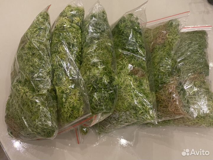 Мох сфагнум живой