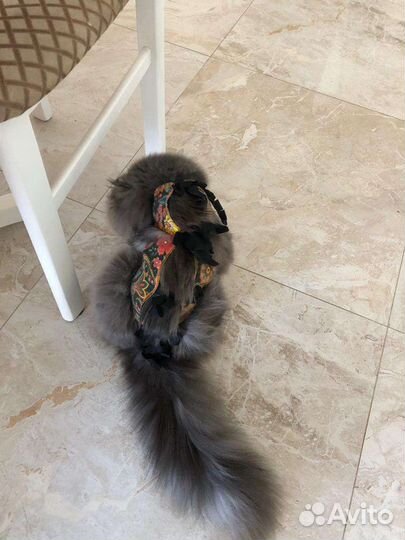 Кошка только в самые заботливые руки