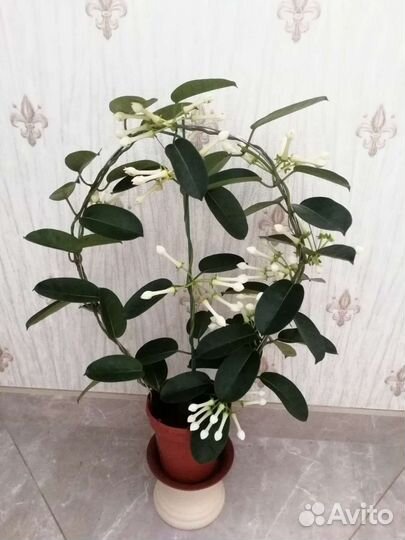 Стефанотис