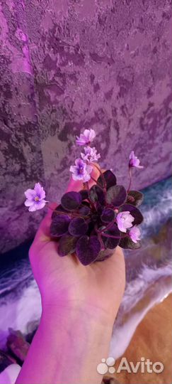 Фиалочки стартеры и детки