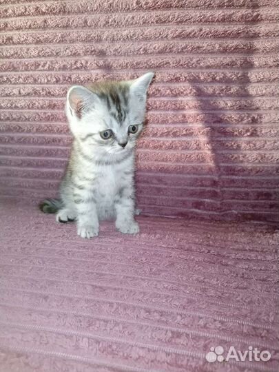 Шотландские вислоухие котята мраморные