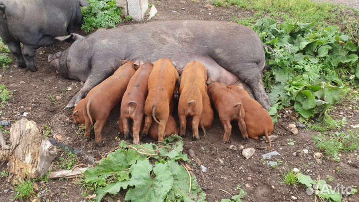 Сальные свиньи, сало