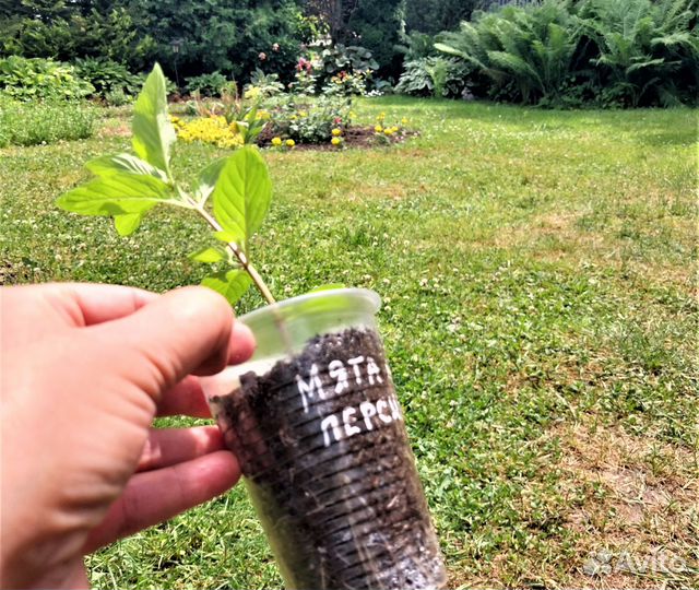 Мята 20 сортов Клубничная и др