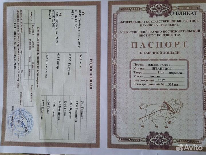 Элитные лошади