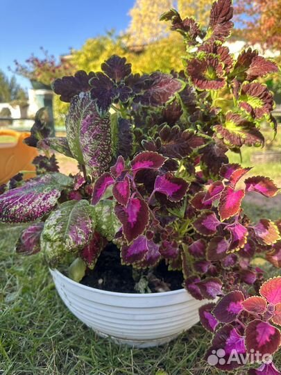 Композиция из колеусов в горшке