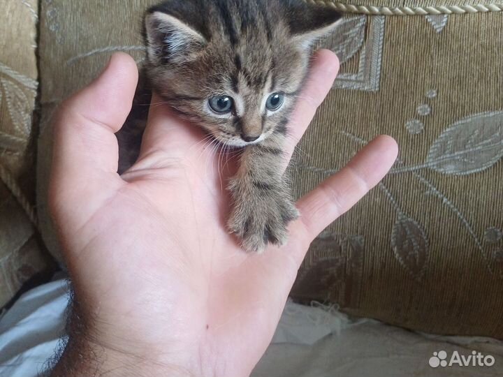 Котята, отдам в добрые руки