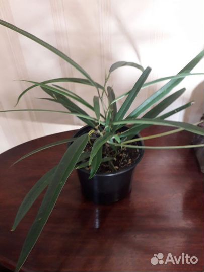 Фикус, сциндапсус, кротон, бегония