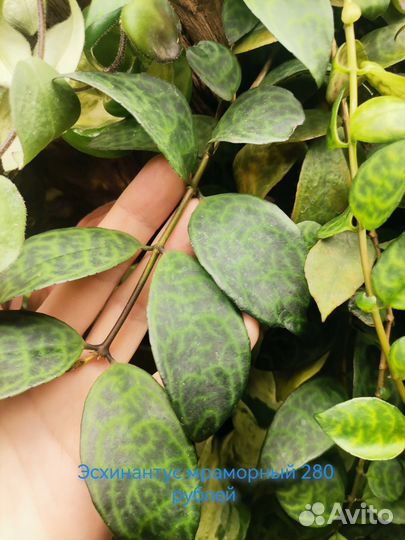 Комнатные растения