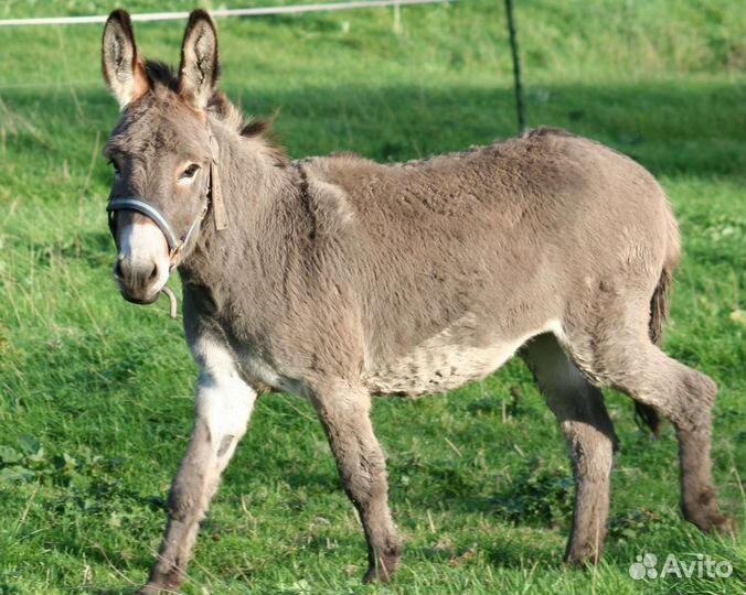 Продам осликов