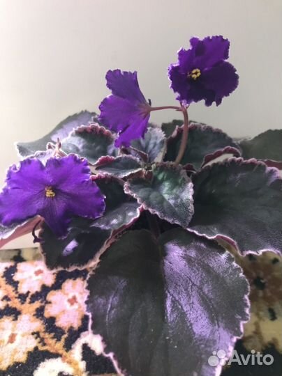 Фиалка сортовые-детки, взрослые