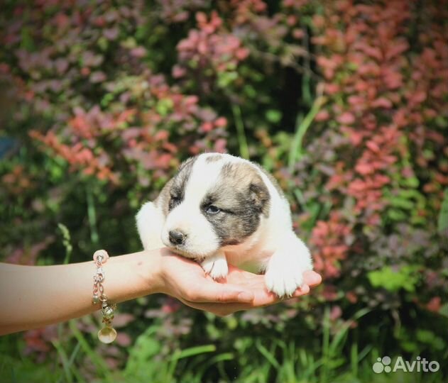 Среднеазиатская овчарка, алабай щенки
