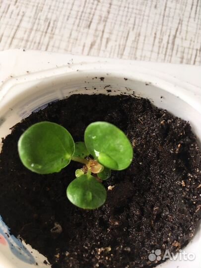 Пилея пеперомиевидная