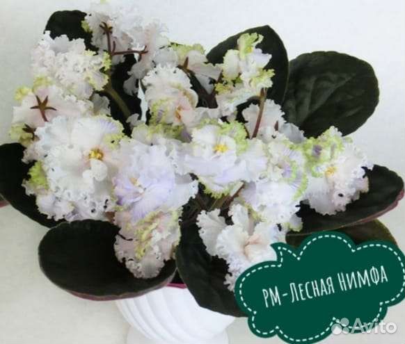 Фиалки детки