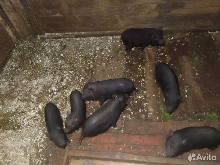 Вьетнамские поросята