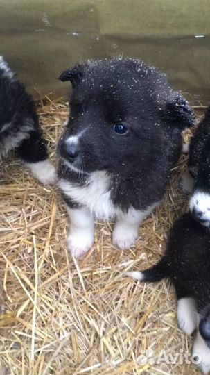 Маленькие щеночки