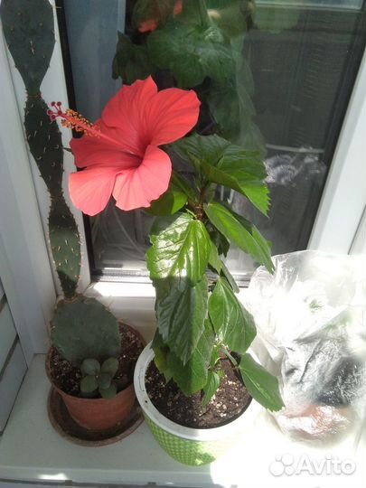 Гибискус Красный колокол