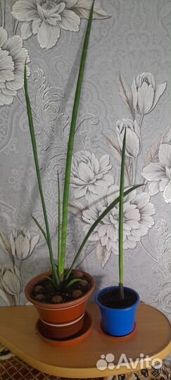 Сансевиерии