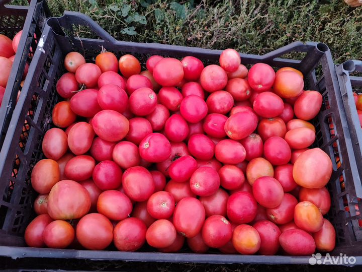 Помидоры домашние