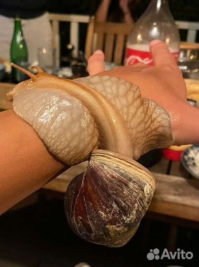 Ахатина гигантская