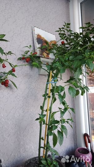 Каролина рипер-семена