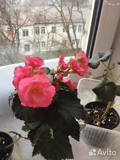 Бегония элатиор