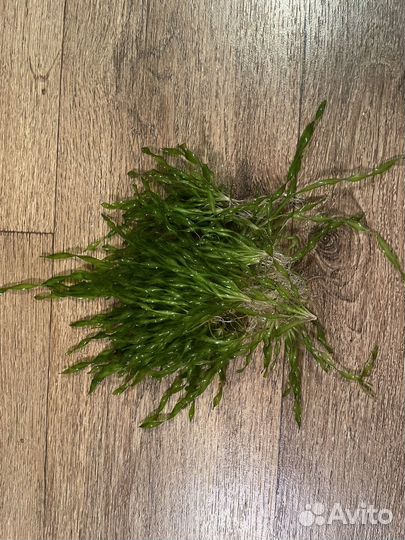 Аквариумные растения