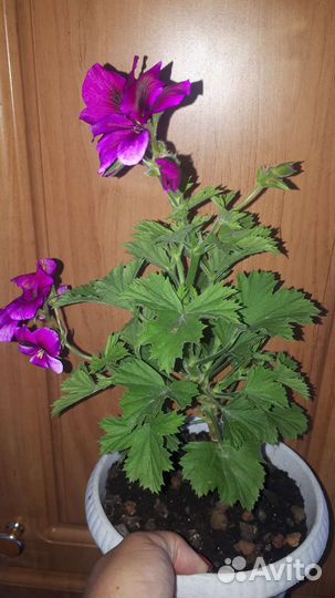 Пеларгония герань королевская