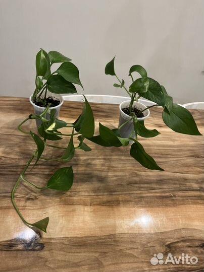 Комнатные растения