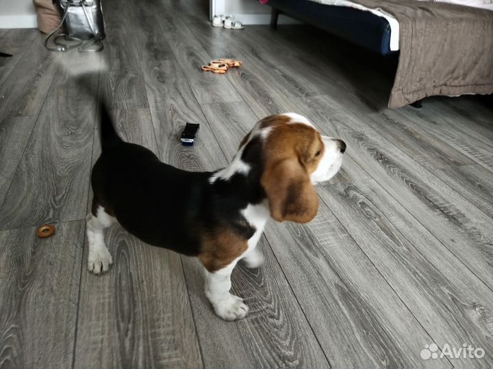 Щенки бигль