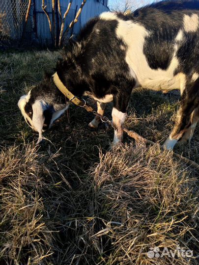 Козлята Козы Козёл