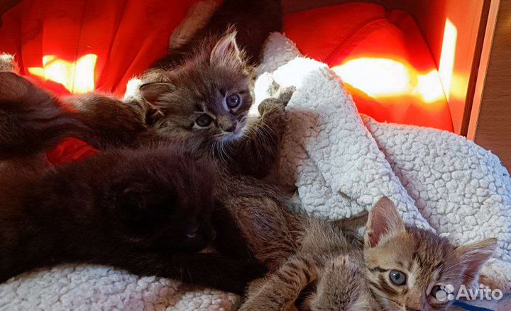 5 котят ищут себе хозяев