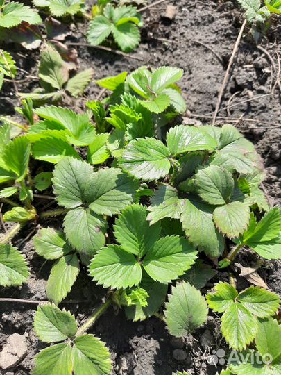 Рассада клубники