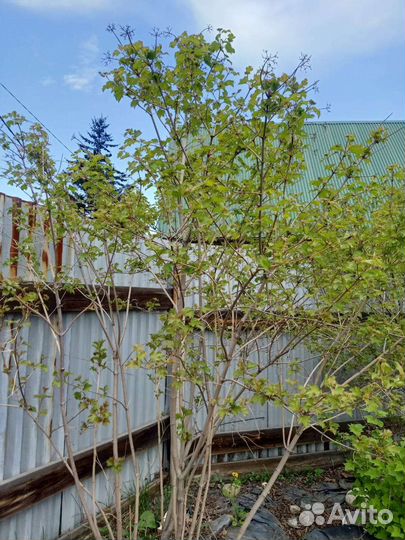 Калина саженцы