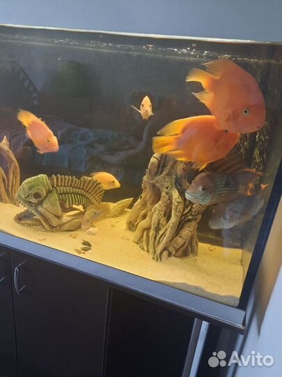 Аквариум 350л