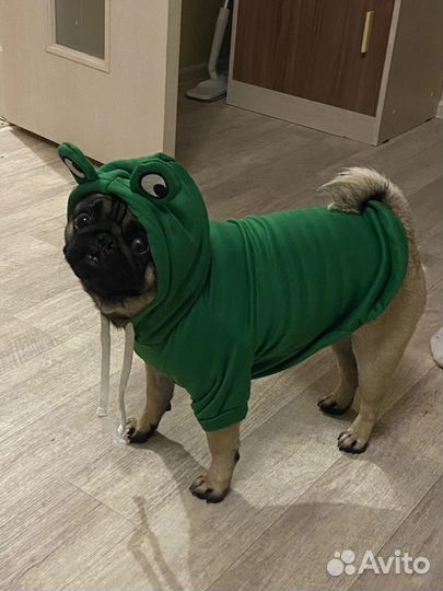 Мопс вязка мальчик