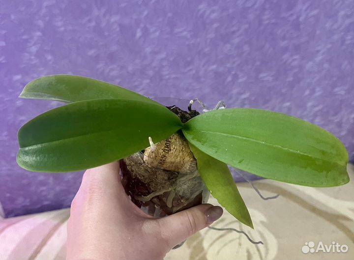 Орхидея фаленопсис пират