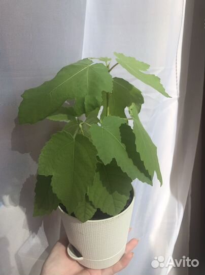 Инжир комнатный плодоносящий