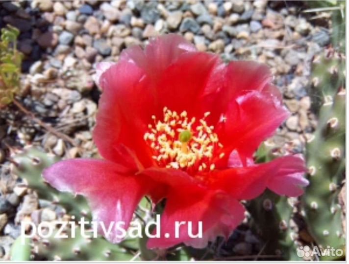 Кактусы(опунции) морозостойкие/Жирянка тина
