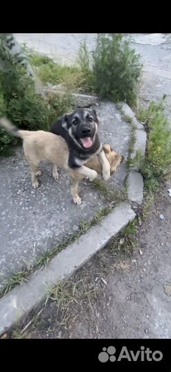 Щенки ищут дом