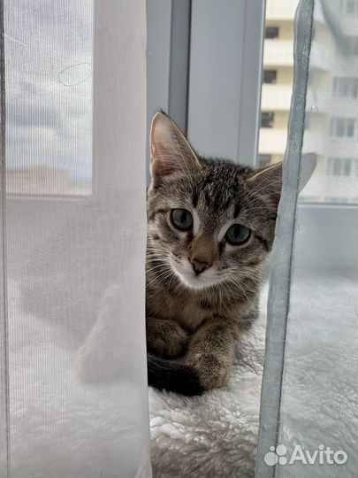 Котята в добрые руки бесплатно