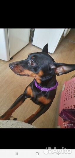 Цвергпирчер